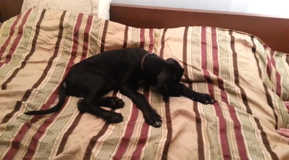 Doggie just doesn’t want to get up