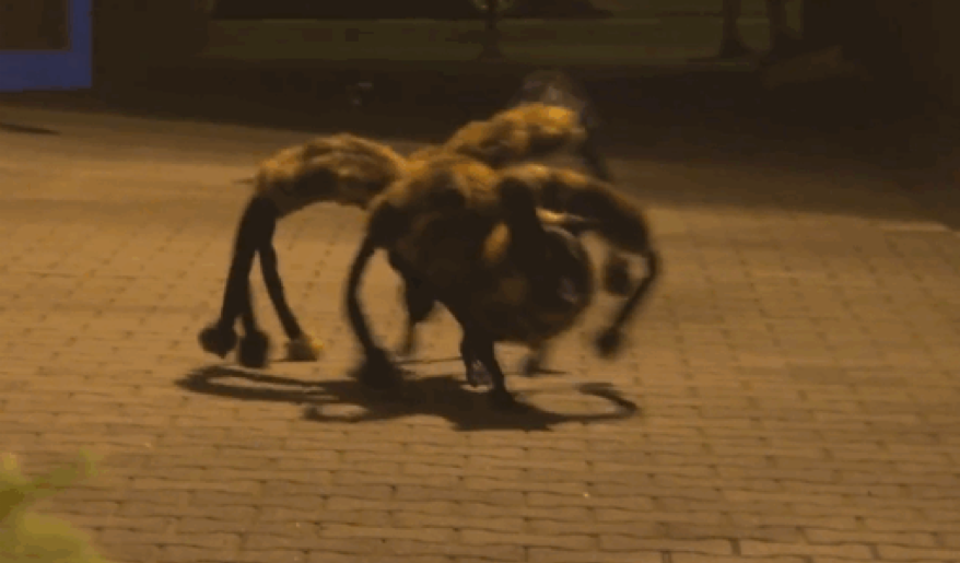 Polish prankster dresses a dog up as a giant spider to scare random people